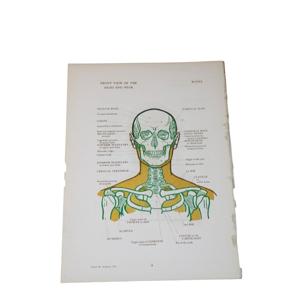 1946 Anatomical Diagram for Art Students Front Side View Head Neck Vintage 93469